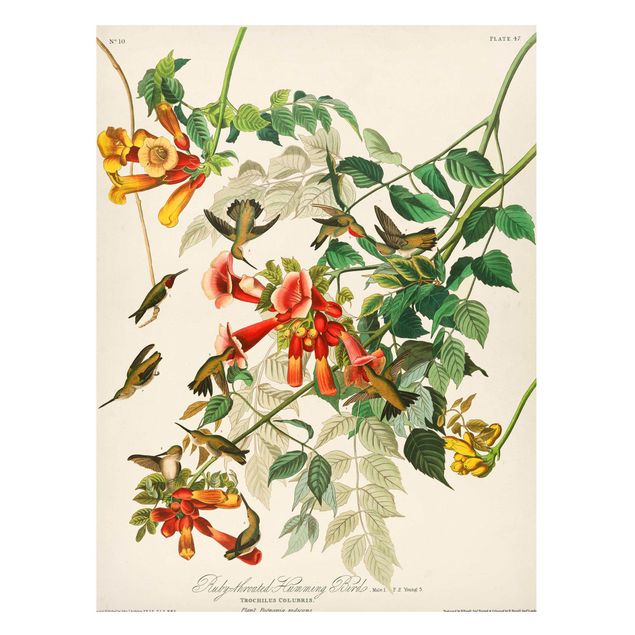 Quadros magnéticos flores Vintage Board Hummingbirds