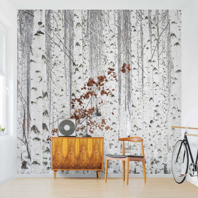 Papel de parede estilo rústico Birch Trees In Autumn