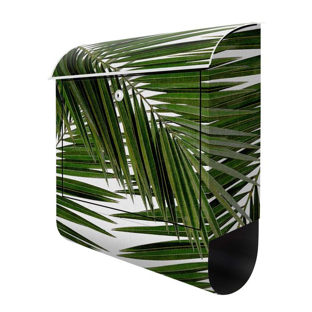 caixa correio verde View Through Green Palm Leaves