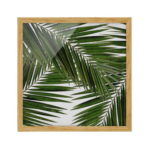 Quadros florais View Through Green Palm Leaves