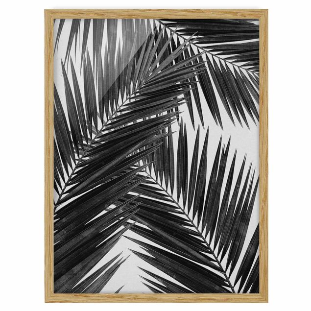 Quadros com moldura flores View Through Palm Leaves Black And White