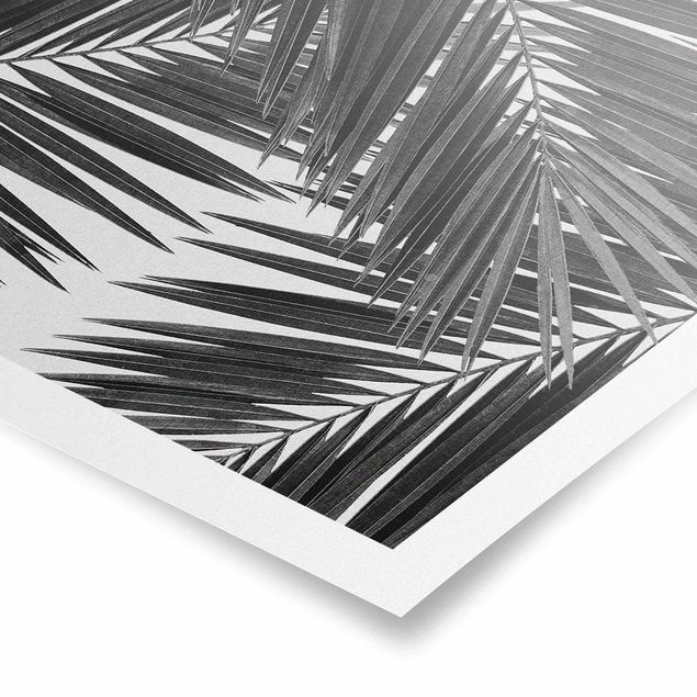 Posters flores View Through Palm Leaves Black And White