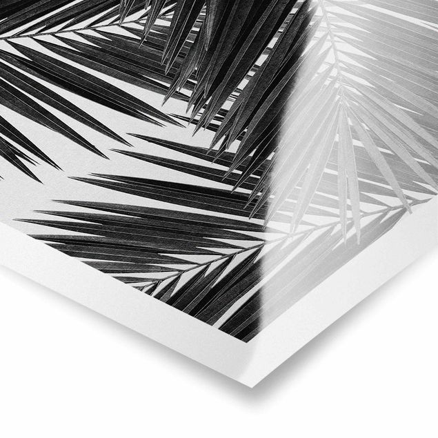 quadros preto e branco para decoração View Through Palm Leaves Black And White