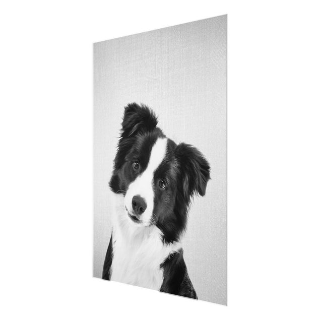 quadros em preto e branco Border Collie Benni Black And White