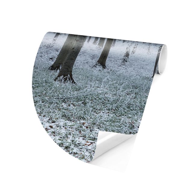 papel de parede moderno Beeches With Hoarfrost