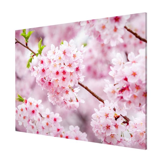 Quadros magnéticos flores Japanese Cherry Blossoms
