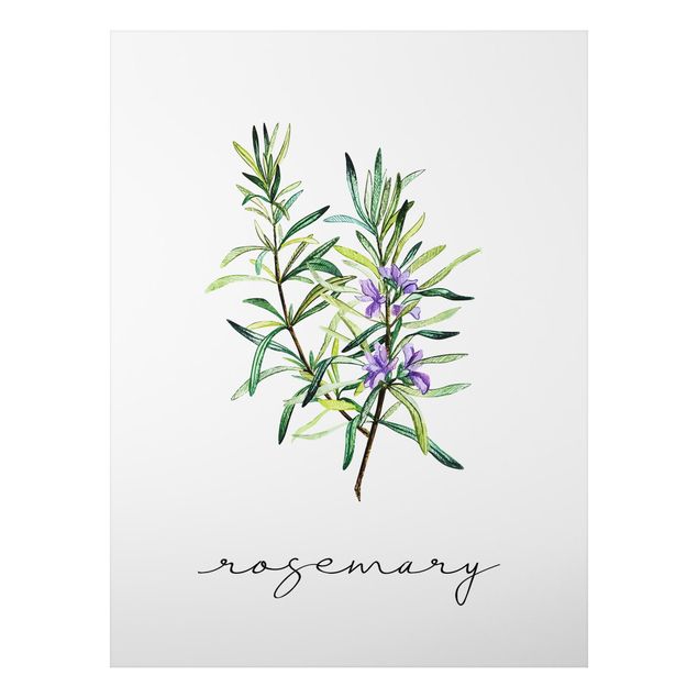 Quadros temperos Herbs Illustration Rosemary