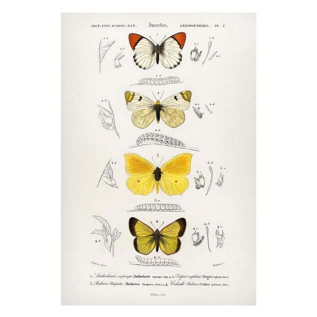 Quadros borboletas Vintage Board Butterflies II