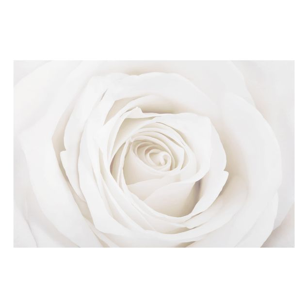 Painel anti-salpicos de cozinha Pretty White Rose