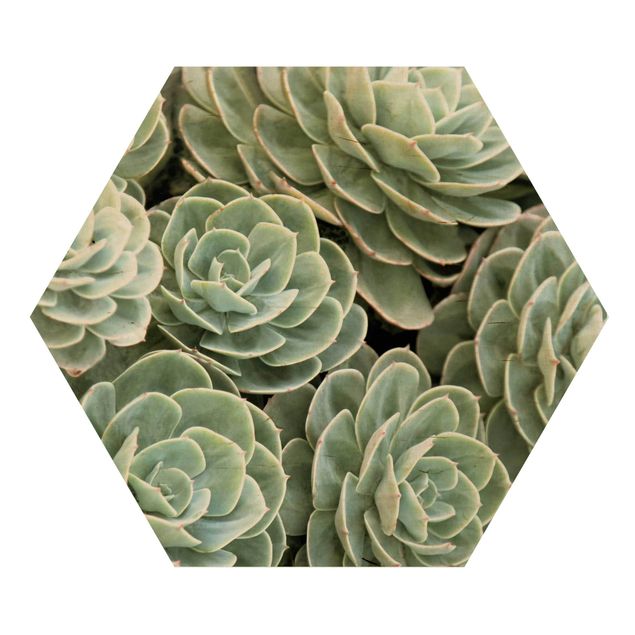 Quadros hexagonais Green Succulents