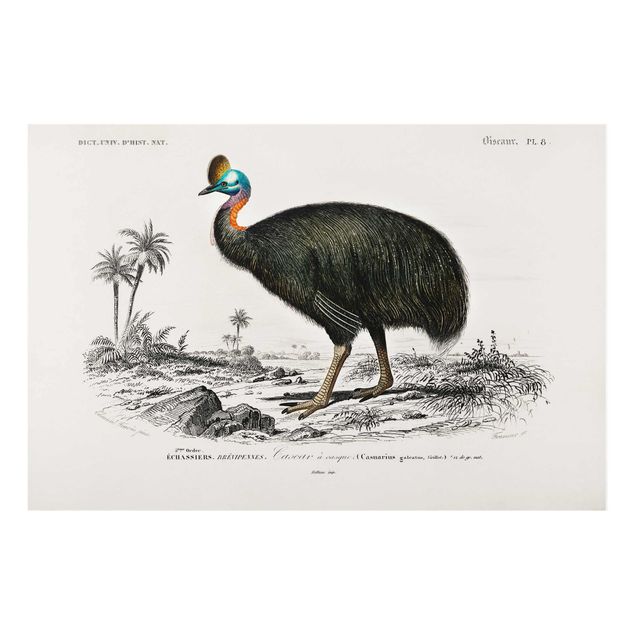 quadro da natureza Vintage Board Emu