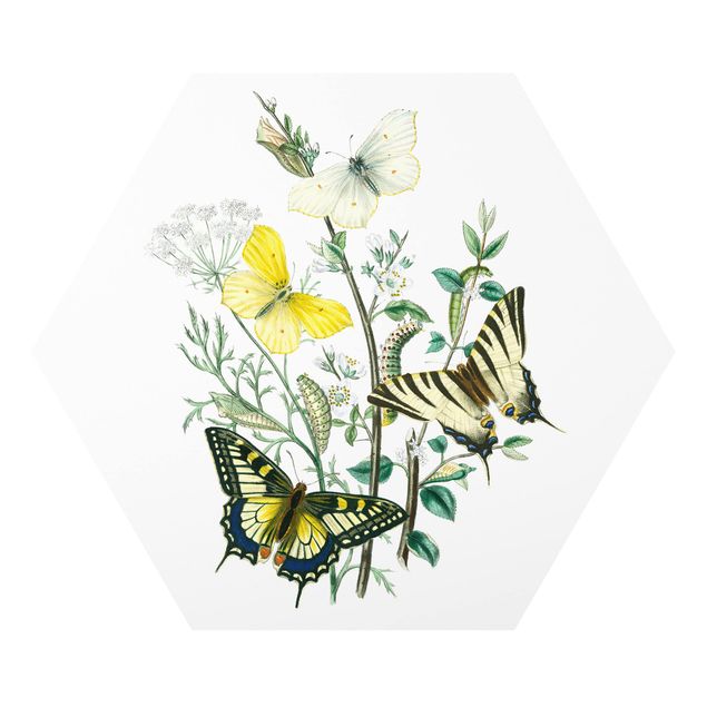 quadros decorativos para sala modernos British Butterflies III