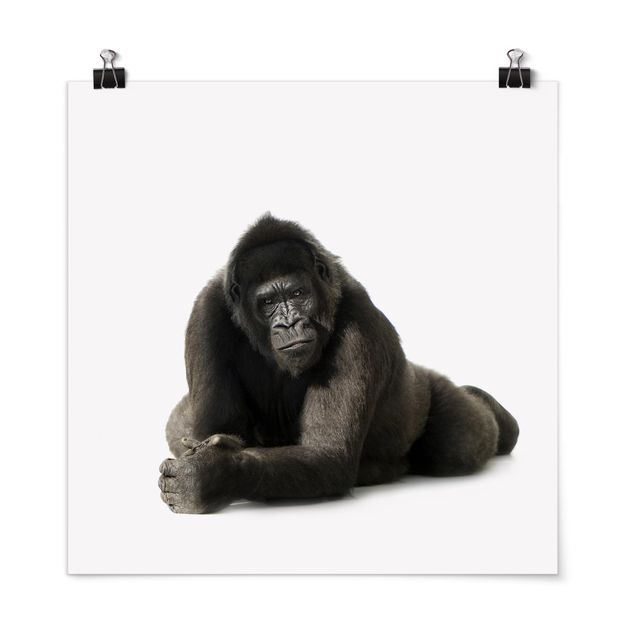 Posters animais Lying Down Gorilla ll