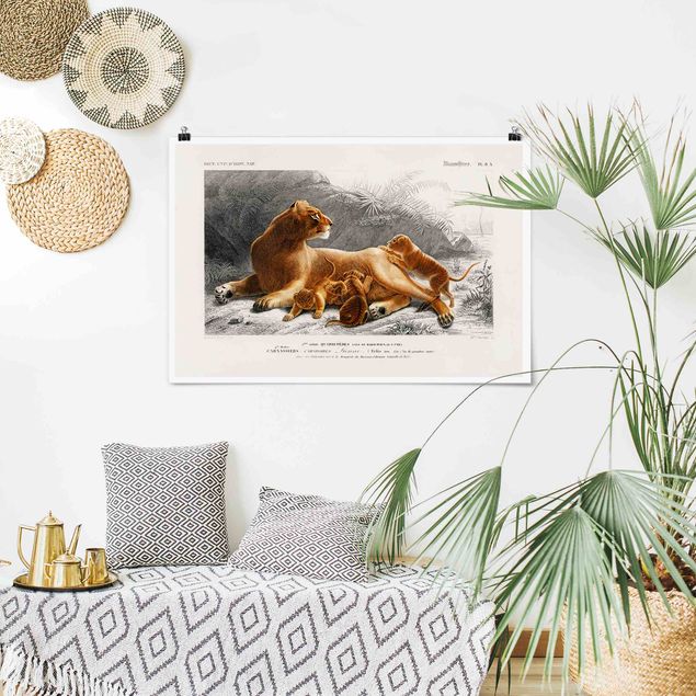 quadro com paisagens Vintage Board Lioness And Lion Cubs