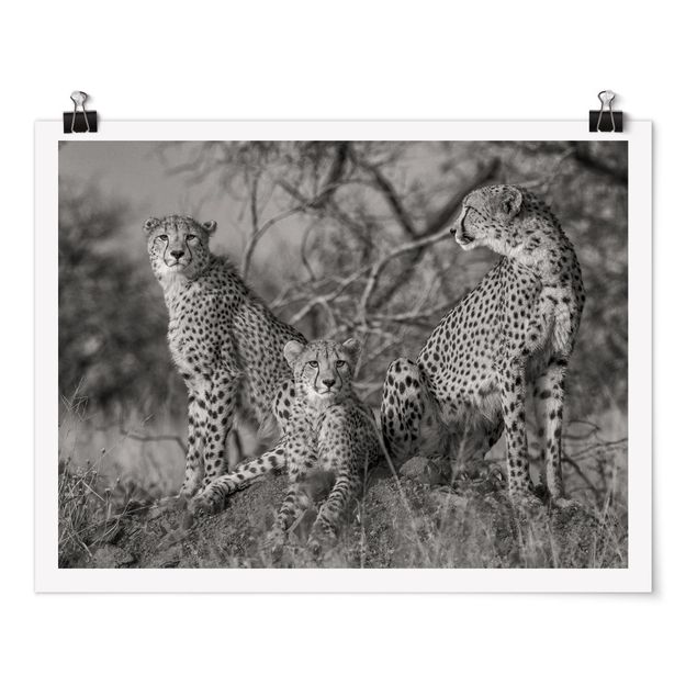 Quadros modernos Three Cheetahs