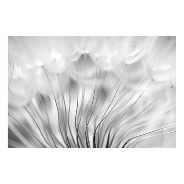 Quadros magnéticos flores Beautiful Dandelion Black And White