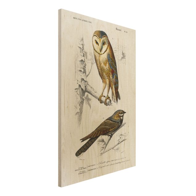 decoraçoes cozinha Vintage Board Owl And Swallow