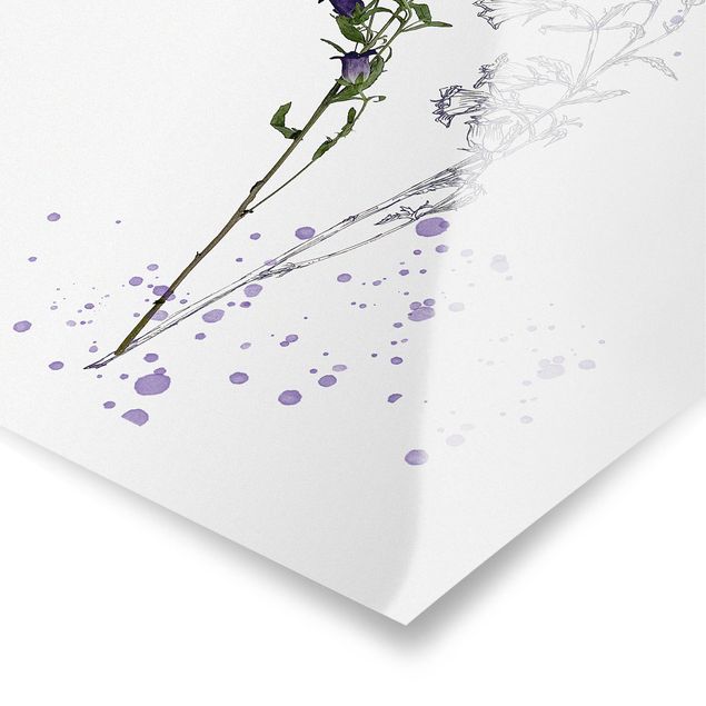 decoração quadros Botanical Watercolour - Bellflower
