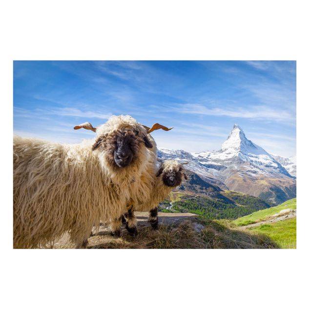 Quadros Suíça Blacknose Sheep Of Zermatt