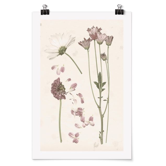 quadros flores Herbarium In Pink II
