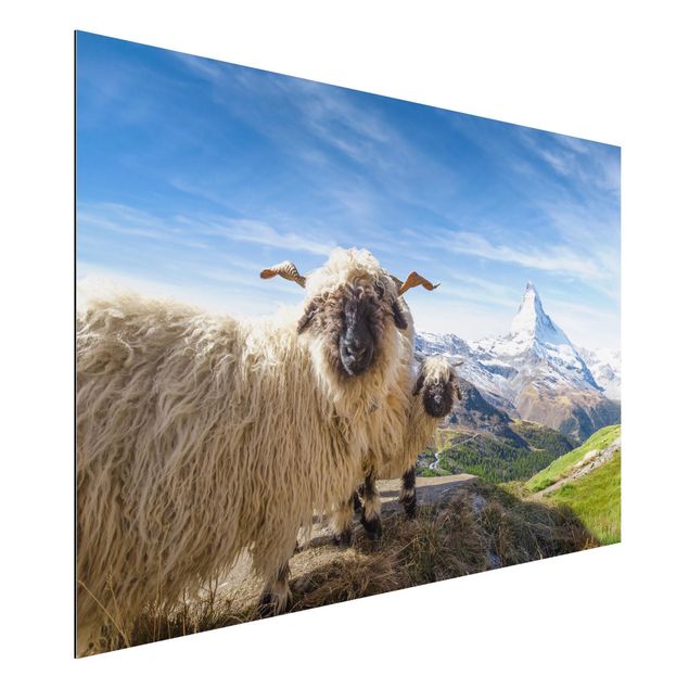 decoraçao cozinha Blacknose Sheep Of Zermatt