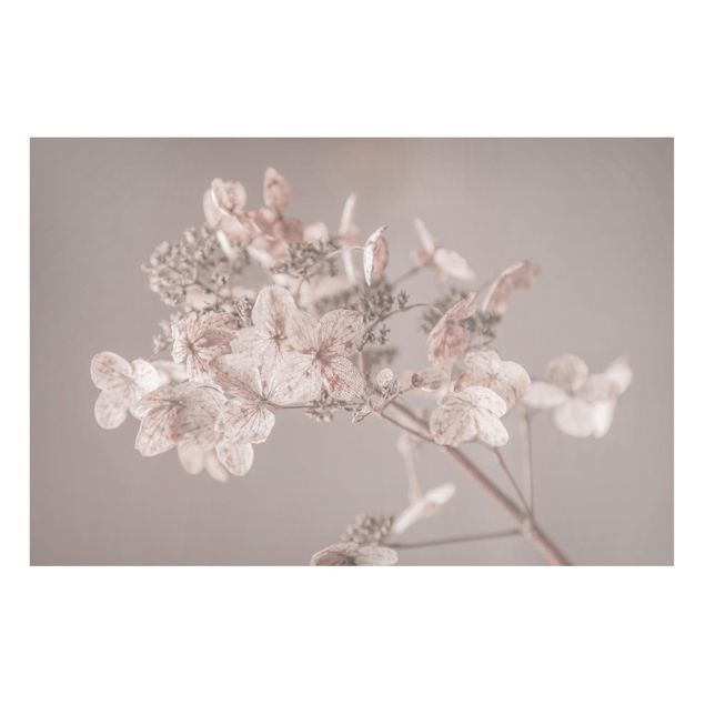 Quadros magnéticos flores Delicate White Hydrangea