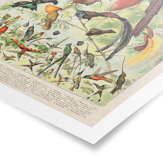 Quadros multicoloridos Vintage Board Birds Of Paradise
