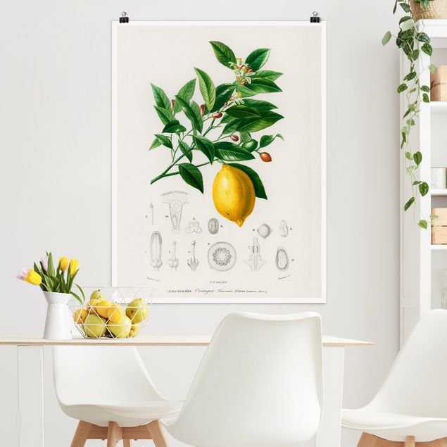 decoraçoes cozinha Botany Vintage Illustration Of Lemon