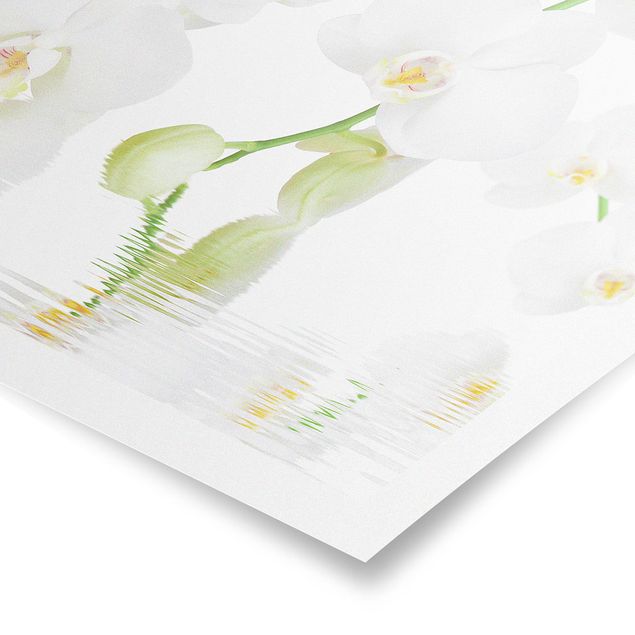 quadros de flores Spa Orchid - White Orchid