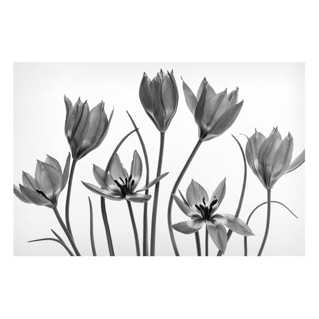 Quadros magnéticos flores Seven Tulips Black And White