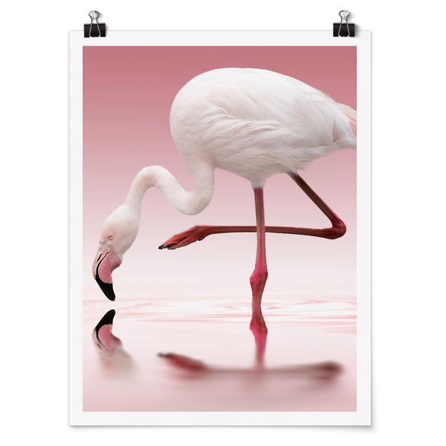 Quadros África Flamingo Dance