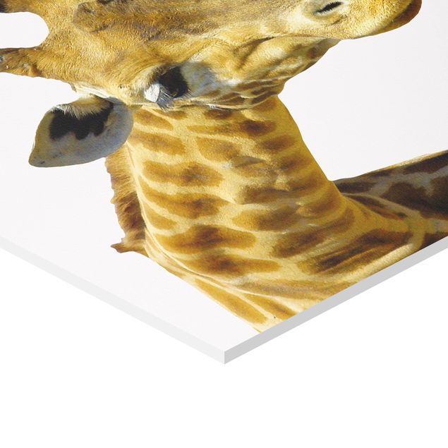 Quadros hexagonais No.21 Prying Giraffe
