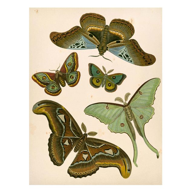 Quadros borboletas Vintage Illustration Exotic Butterflies II