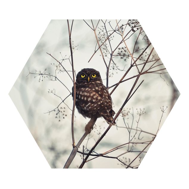 quadros para parede Owl In The Winter