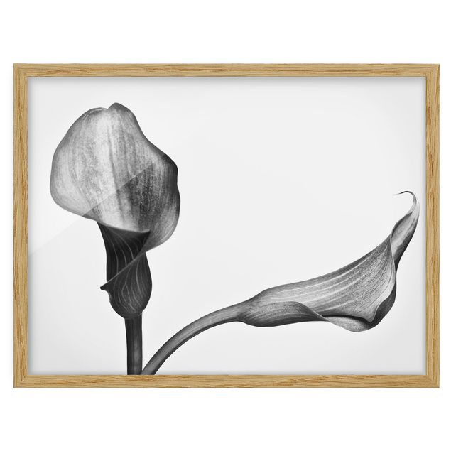 quadros preto e branco para decoração Calla Close-Up Black And White