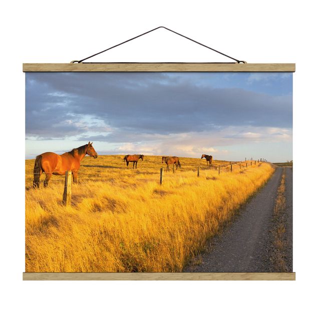 Quadros natureza Field Road And Horse In Evening Sun