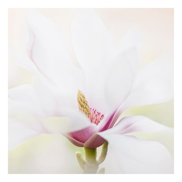 Painel anti-salpicos de cozinha Delicate Magnolia Blossom