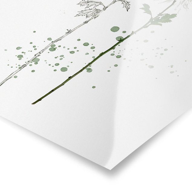 quadro com flores Botanical Watercolour - Dandelion