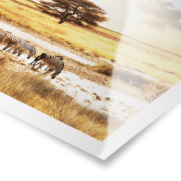 Posters paisagens Zebras' lives