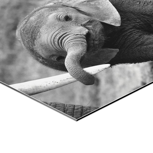 Quadros hexagonais Baby Elephant
