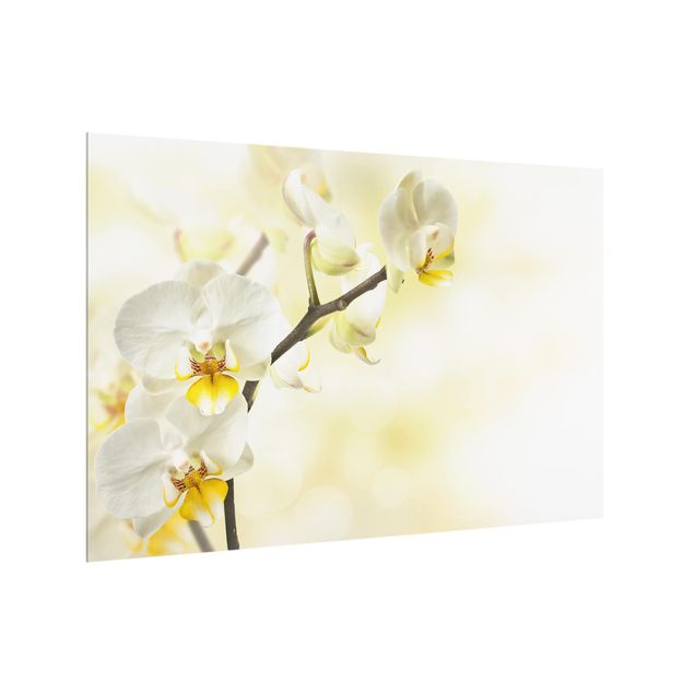 painéis antisalpicos orchid branch