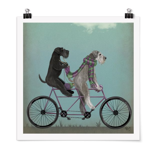 Quadros cães Cycling - Schnauzer Tandem