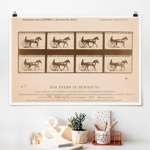 decoraçoes cozinha Eadweard Muybridge - The horse in Motion