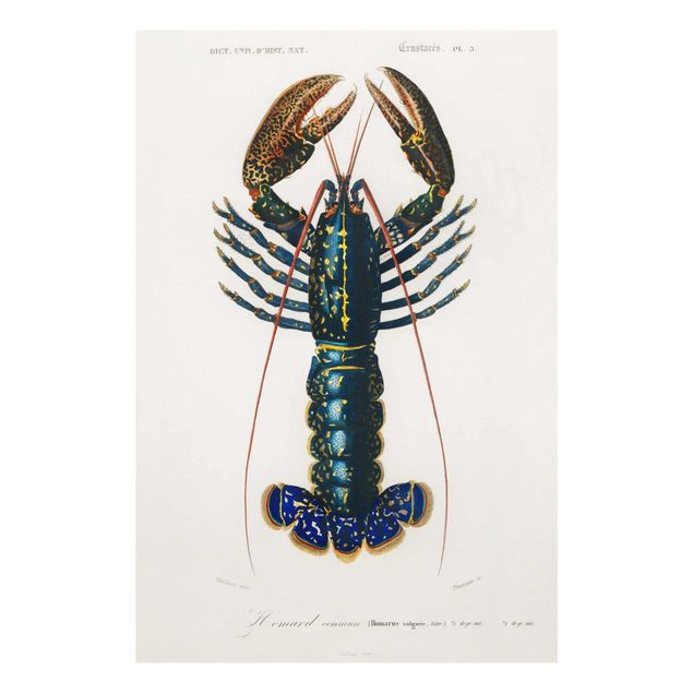 quadros azuis Vintage Board Blue Lobster