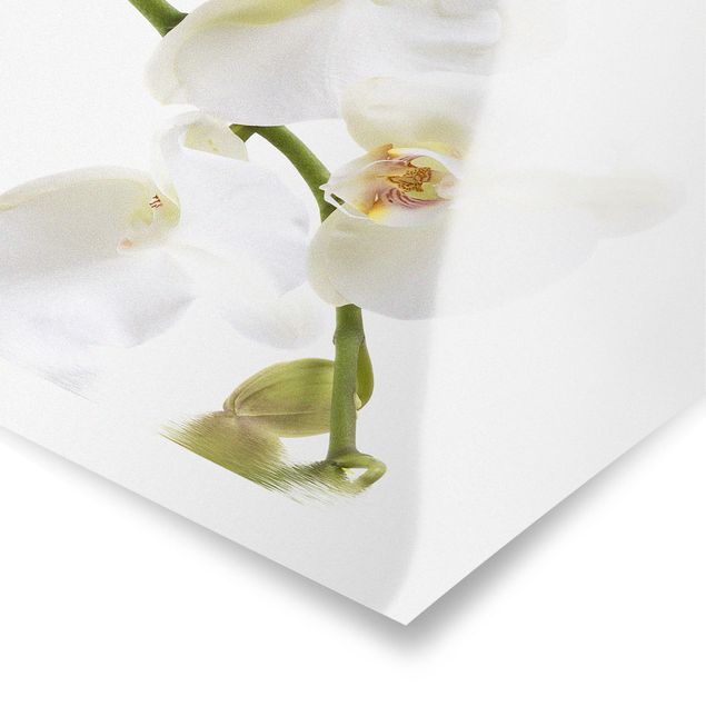 quadro com flores White Orchid Waters