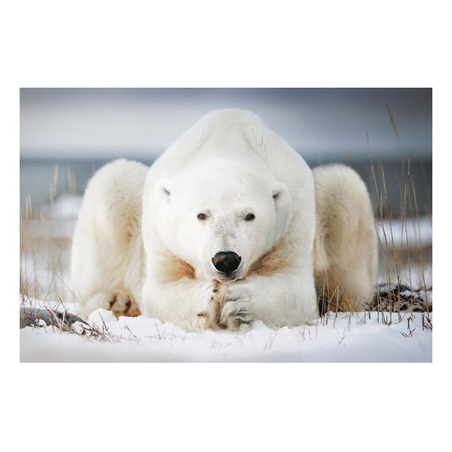 decoraçao para parede de cozinha Contemplative Polar Bear