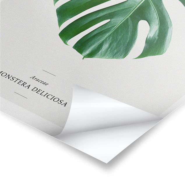 Posters Tropical Leaf Monstera
