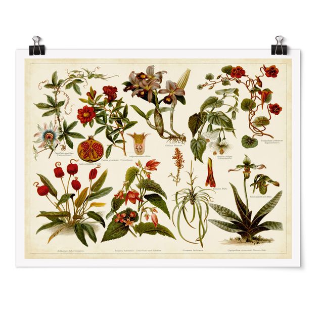Quadros florais Vintage Board Tropical Botany II