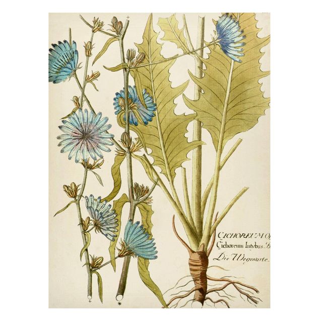 Quadros magnéticos flores Vintage Botany In Blue Chicory