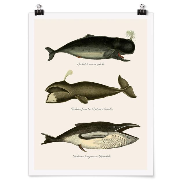 Posters animais Three Vintage Whales